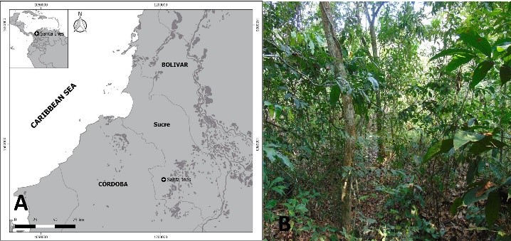 Cooperative foraging of Paratemnoides nidificator (Balzan, 1888): a. Locality where the cases of cooperative foraging were recorded. b. Dry forest of Santa Inés, Department of Sucre, Colombian Caribbean.