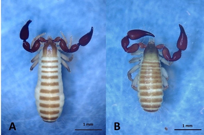 Specimens collected: A. Habitus, Paratemnoides nidificator female, dorsal view. B. Habitus, male, dorsal view.