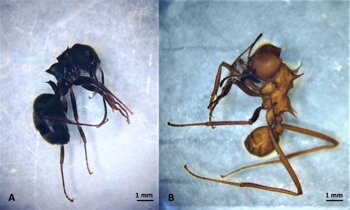 Ants, specimens collected: A, Habitus, Atta cephalotes, lateral view. B. Habitus, Dolichoderus bispinosus, lateral view.