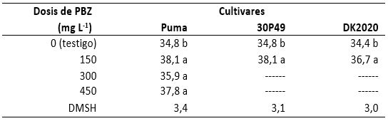 Verdor (unidades SPAD) de tres cultivares tratados con PBZ. Ciclo agrícola 2009-2010. Promedios con letras iguales en la misma columna son iguales (Tukey ≤ 0,05).