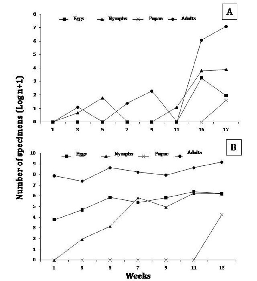 Population fluctuation of different stages of Bemisia tabaci collected in tomato crops under cover, a. Plot I; b. Plot II.