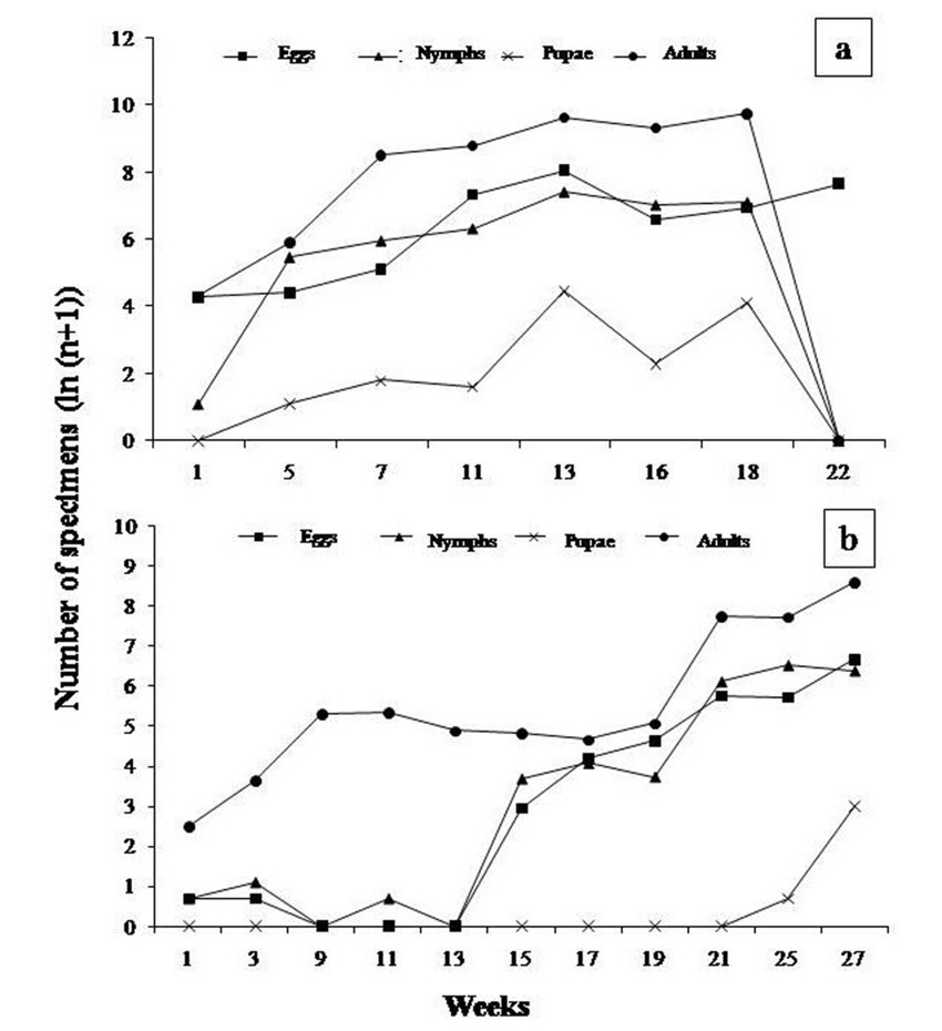 Population fluctuation of different stages of Bemisia tabaci collected in pepper crops under cover, a. Plot III; b. Plot IV.