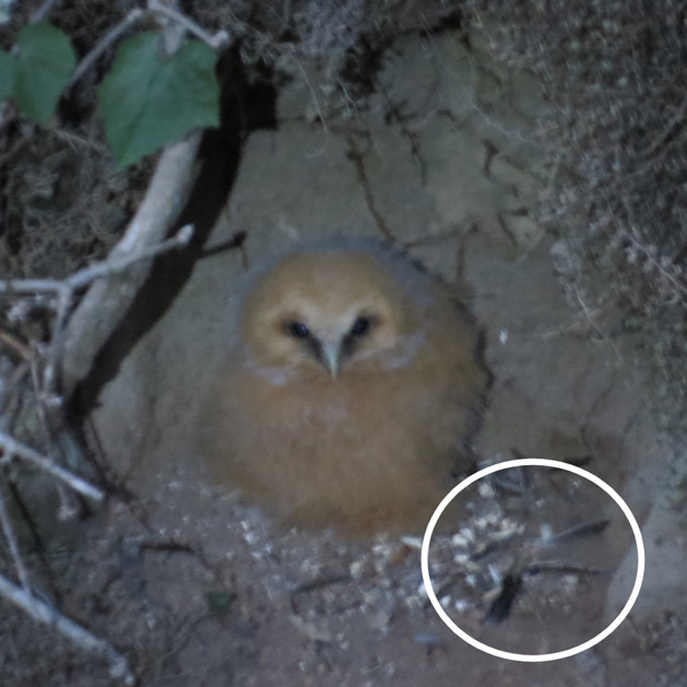 Evidencia del nido e ítem alimenticio. En el círculo se evidencian restos de un ave no identificada.