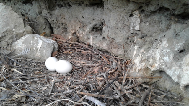 Aspecto del nido y evidencia de la postura de huevos