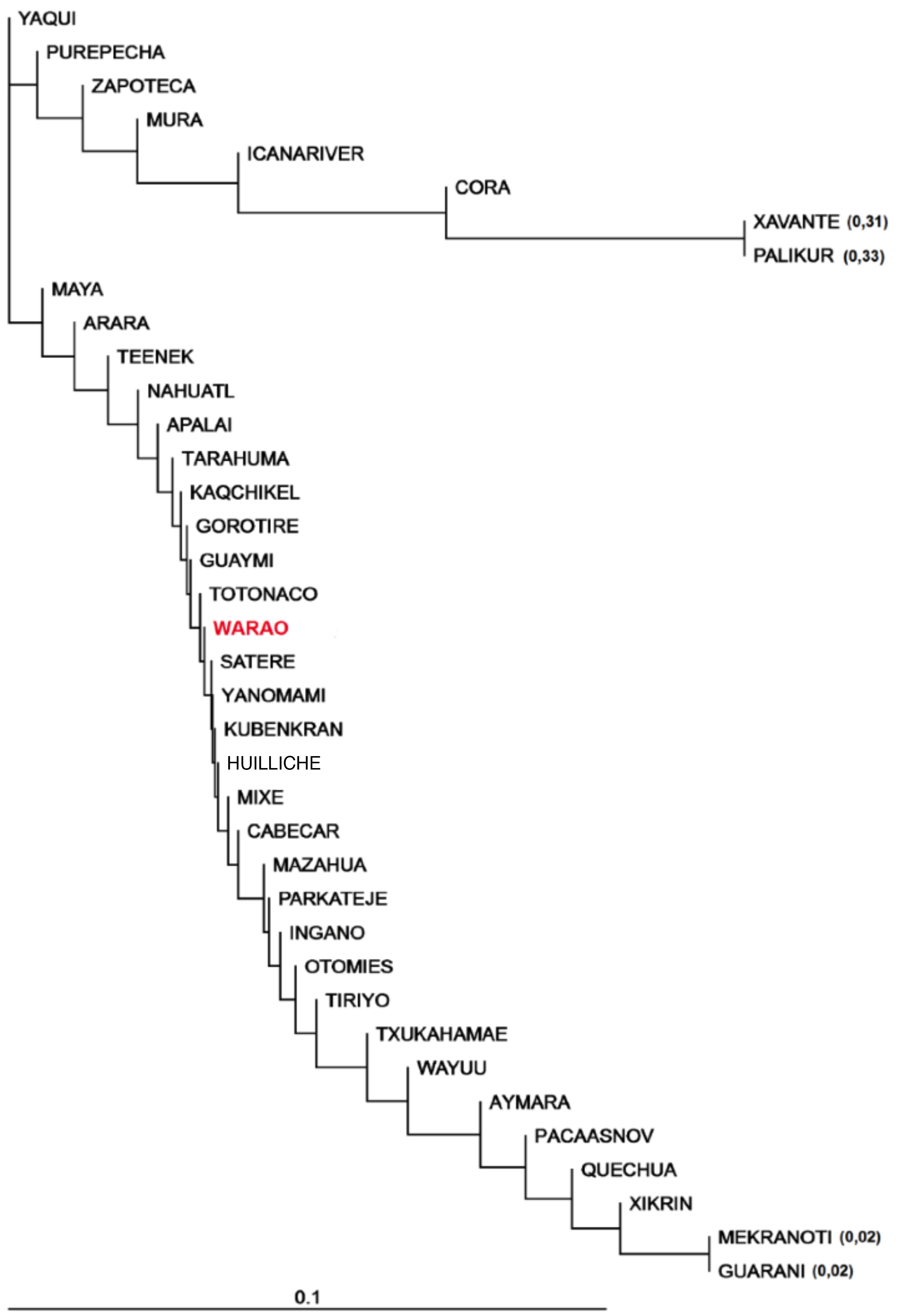 Dendrograma de las 38 poblaciones amerindias en las que se identificó el polimorfismo rs9282541