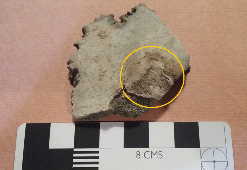 Fragmento de bóveda que presenta una superficie externa parcialmente calcinada y con evidencia de pasta blanca adherida.