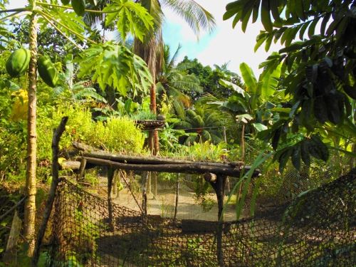 Azoteas con base de madera rodeadas de papaya coco y otros árboles frutales