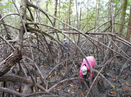Mujeres colectando piangua en el manglar
