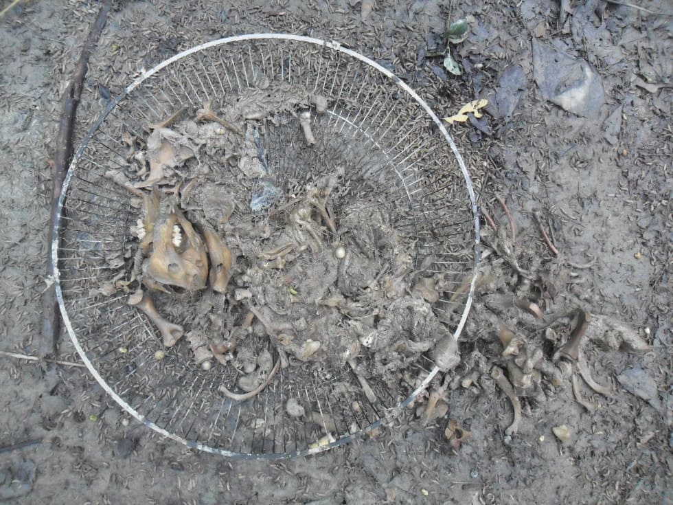 Etapa de restos secos. Se contemplan los restos óseos del espécimen sobre la parrilla.